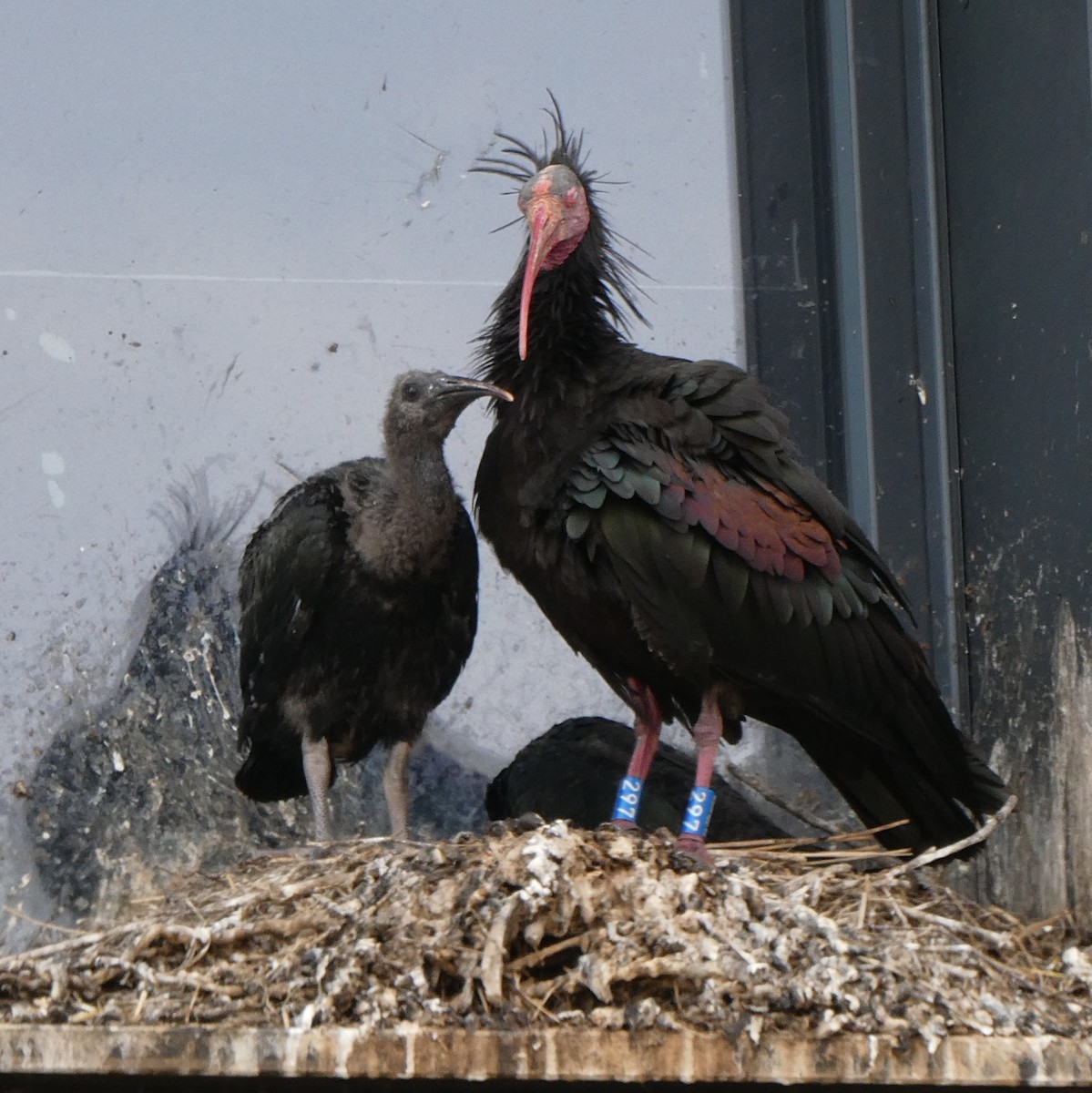 Northern Bald Ibis - Berty & Ernst Haueter