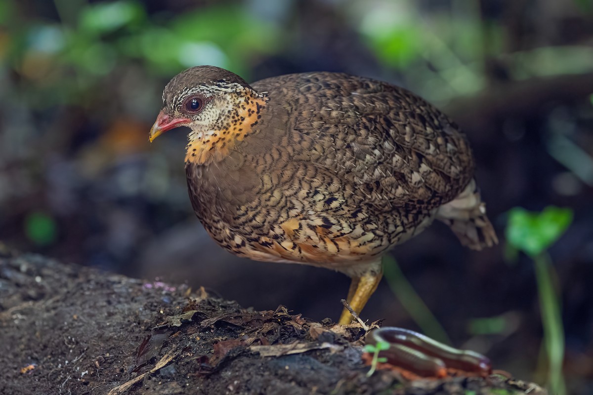 Scaly-breasted Partridge - ML608927568