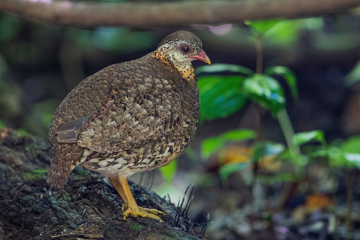 Scaly-breasted Partridge - ML608927571