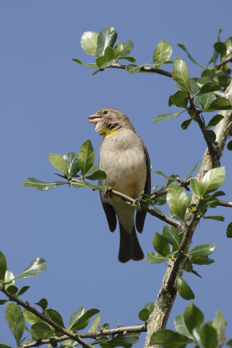 Yellow-spotted Bush Sparrow - ML608927688