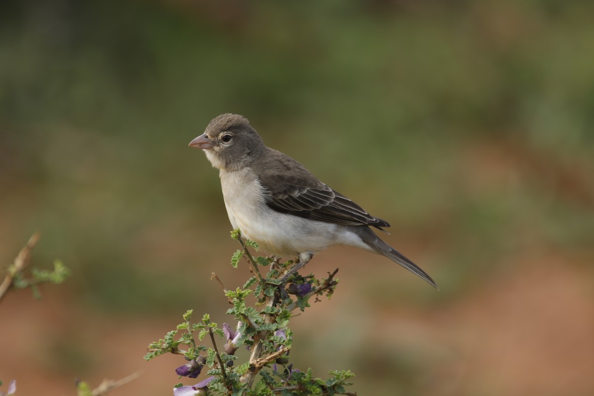 Yellow-spotted Bush Sparrow - Daniel Booker