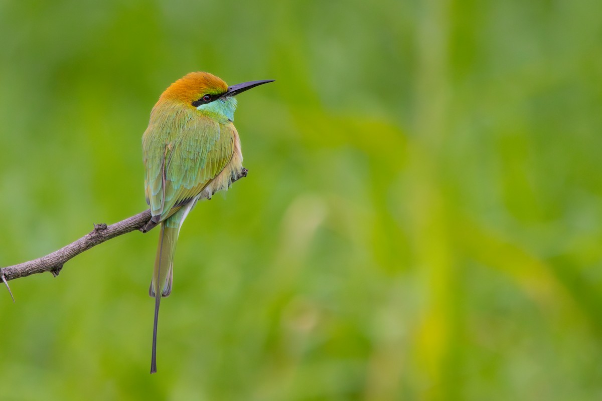 Asian Green Bee-eater - ML608927967