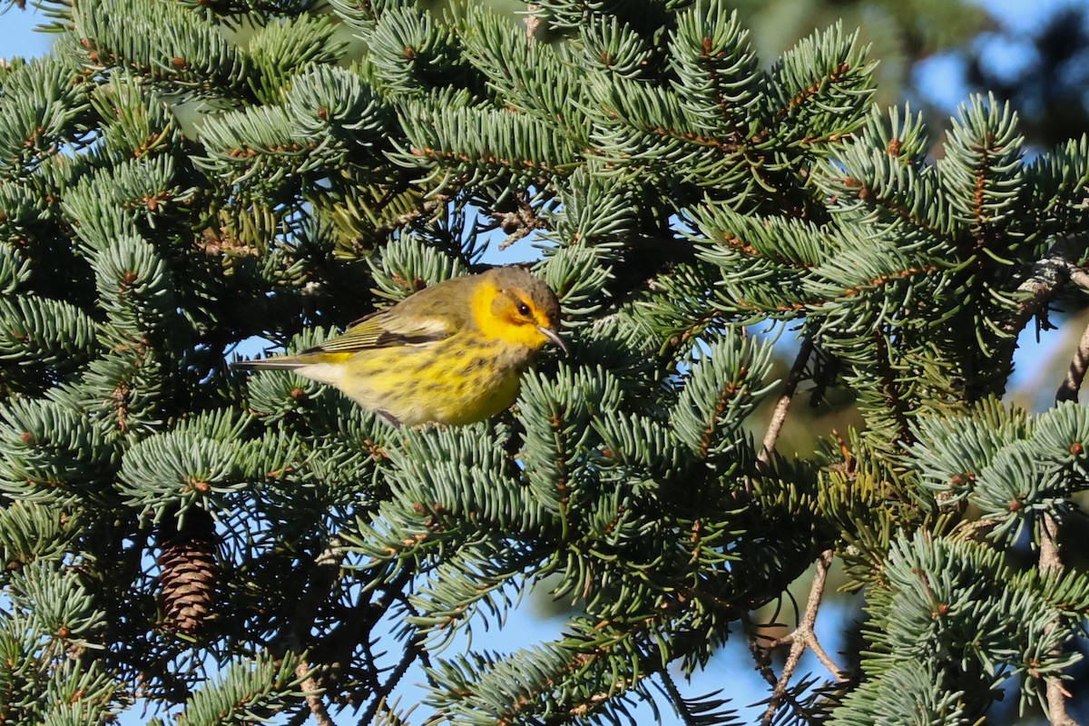 Cape May Warbler - ML608928412