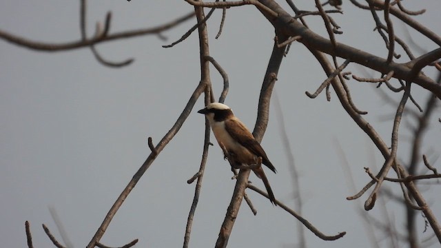 White-crowned Shrike - ML608928424
