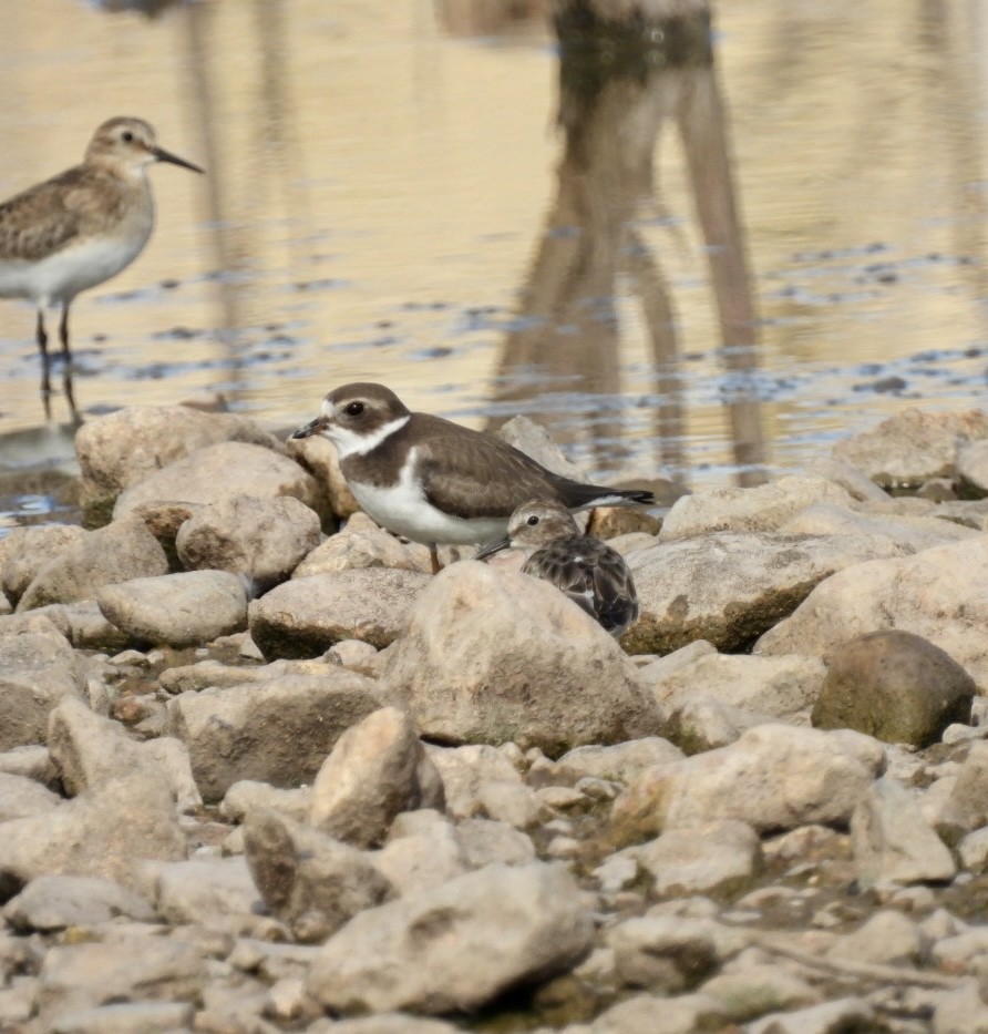 Semipalmated Plover - ML608928486