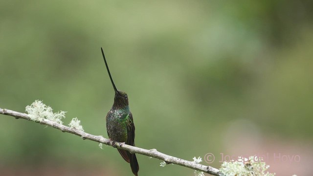 Sword-billed Hummingbird - ML608928678