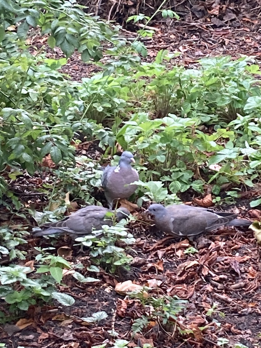 Common Wood-Pigeon (White-necked) - ML608928867