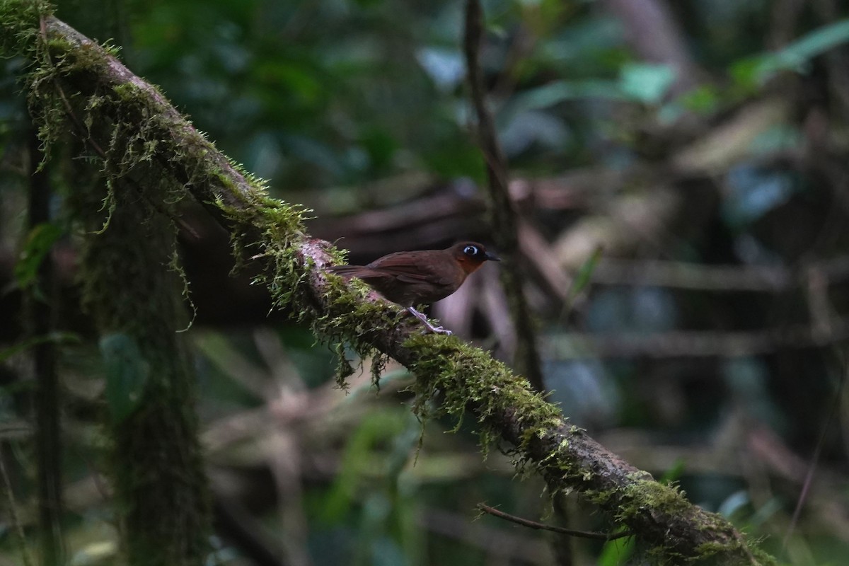 Rufous-throated Antbird - ML608928896