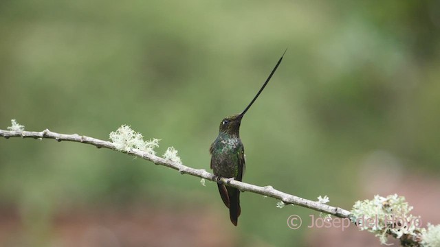Sword-billed Hummingbird - ML608929171