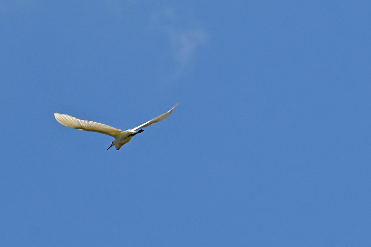 Great Egret - Paul Nale