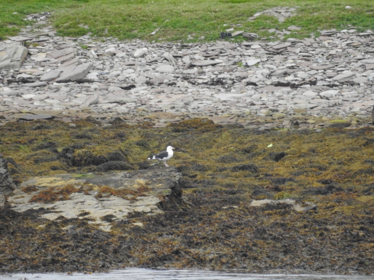 Lesser Black-backed Gull - ML608930142