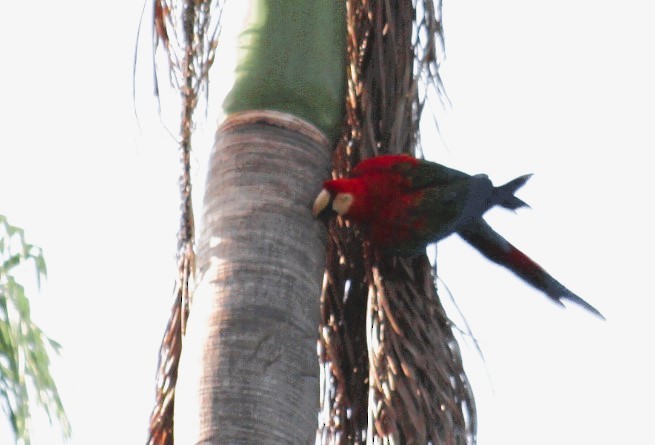 Red-and-green Macaw - ML608930270