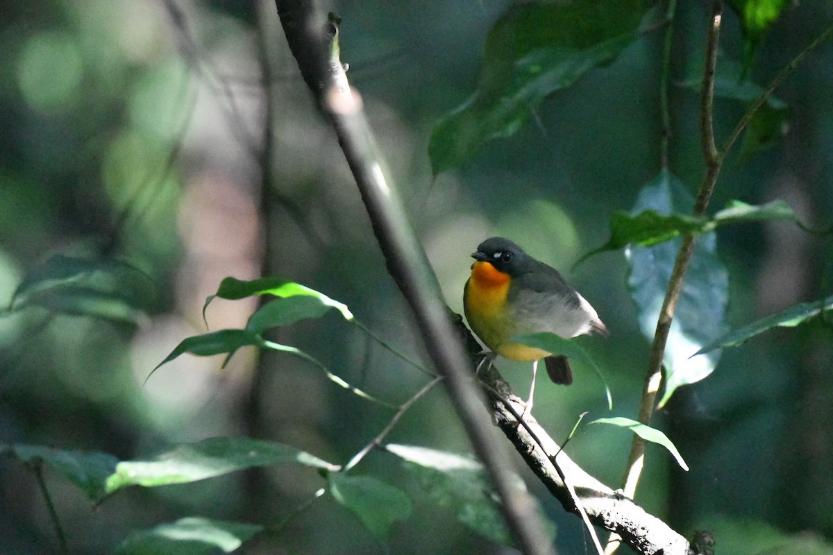 Yellow-breasted Forest Robin - ML608930651