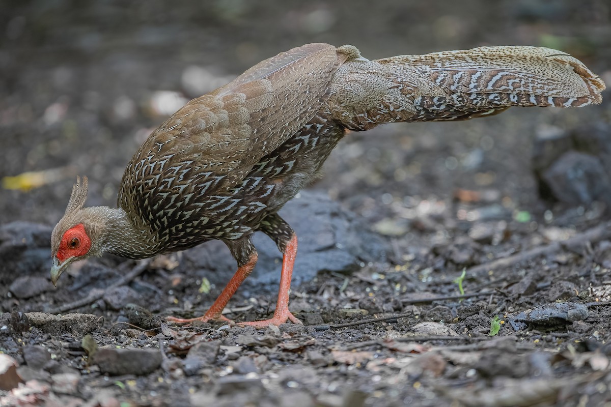 Kalij Pheasant - ML608930758