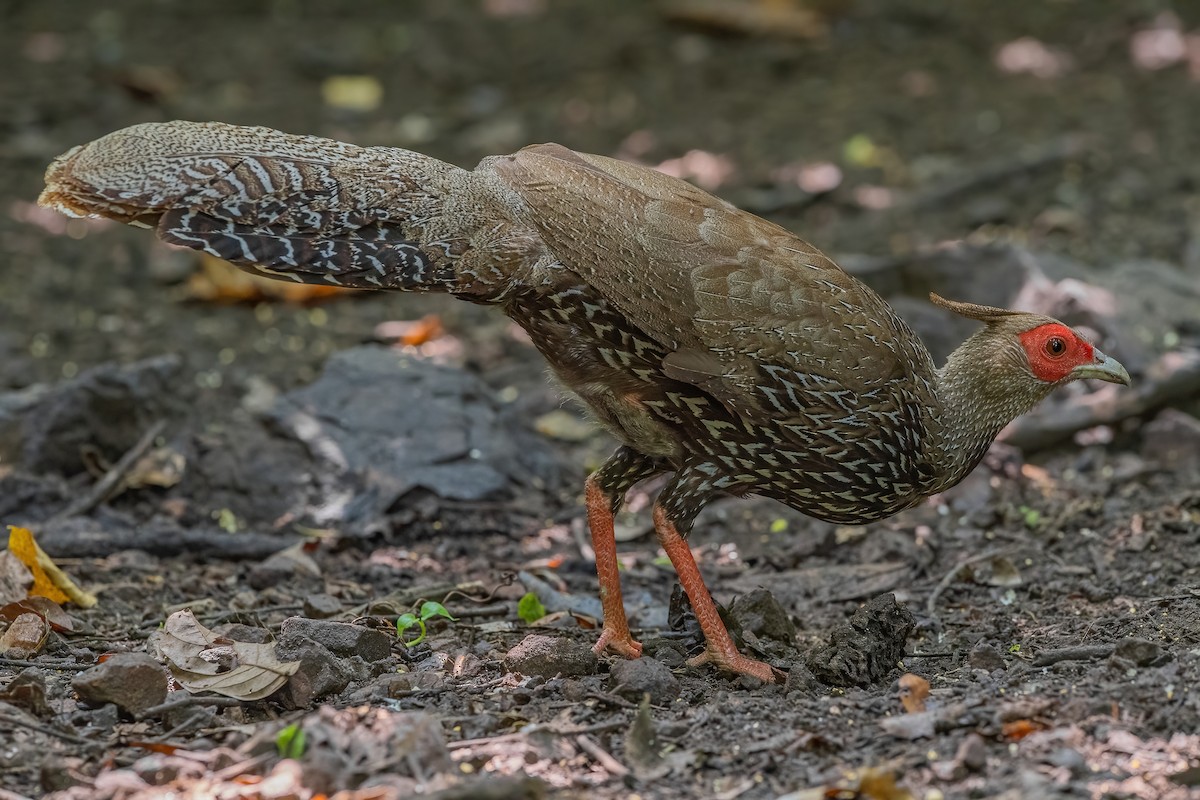 Kalij Pheasant - ML608930759