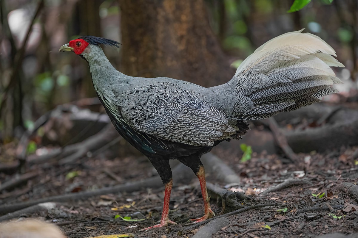 Kalij Pheasant - ML608930841