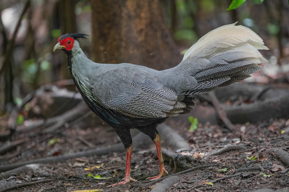 Kalij Pheasant - ML608930842