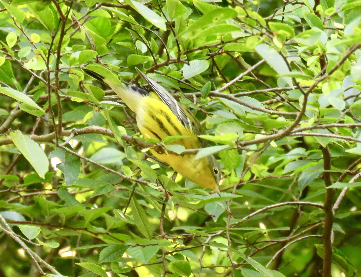 Magnolia Warbler - ML608931010