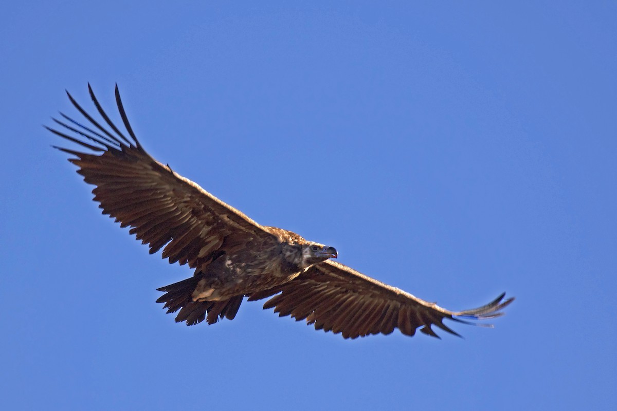 Cinereous Vulture - ML608931031
