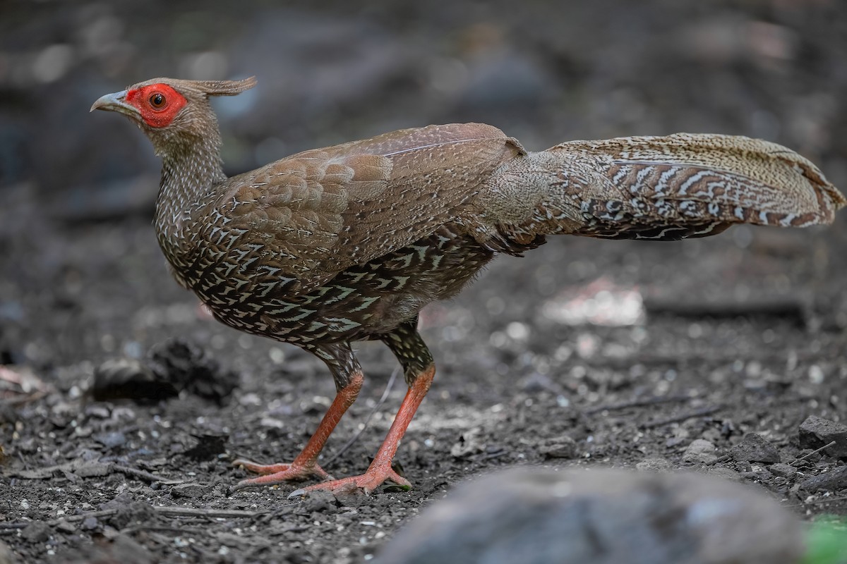 Kalij Pheasant - ML608931268