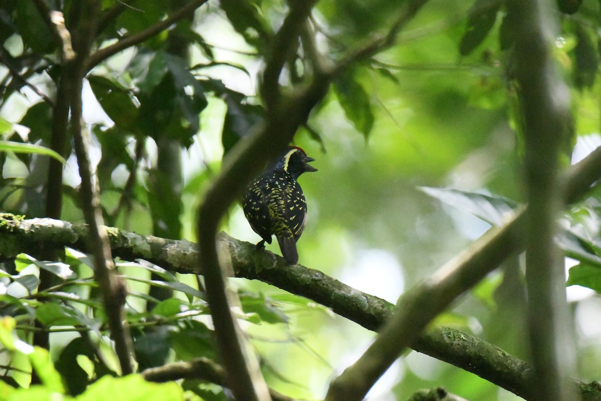 Yellow-spotted Barbet - ML608931370