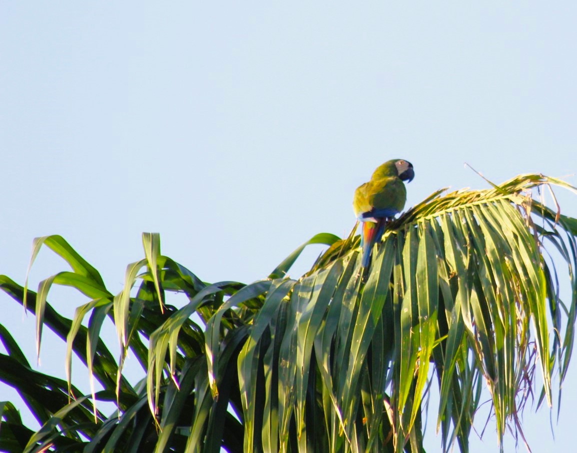 Chestnut-fronted Macaw - ML608931403