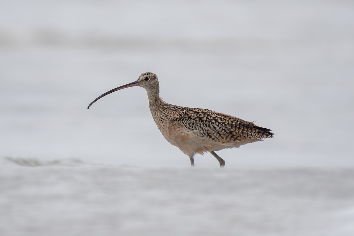Long-billed Curlew - ML608931680