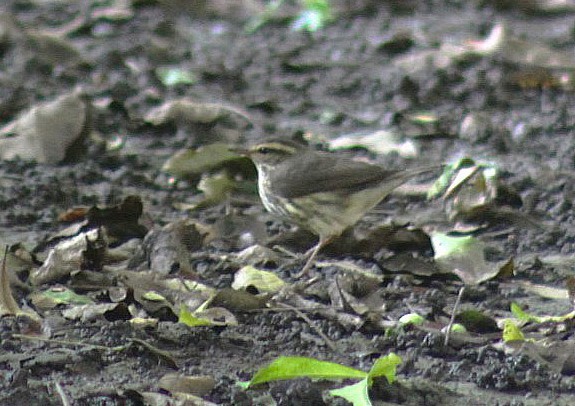 Northern Waterthrush - ML608931827