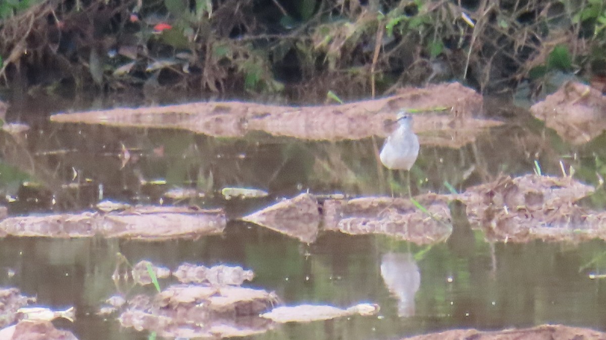 Spotted Redshank - ML608932491