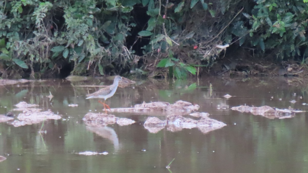 Spotted Redshank - ML608932492
