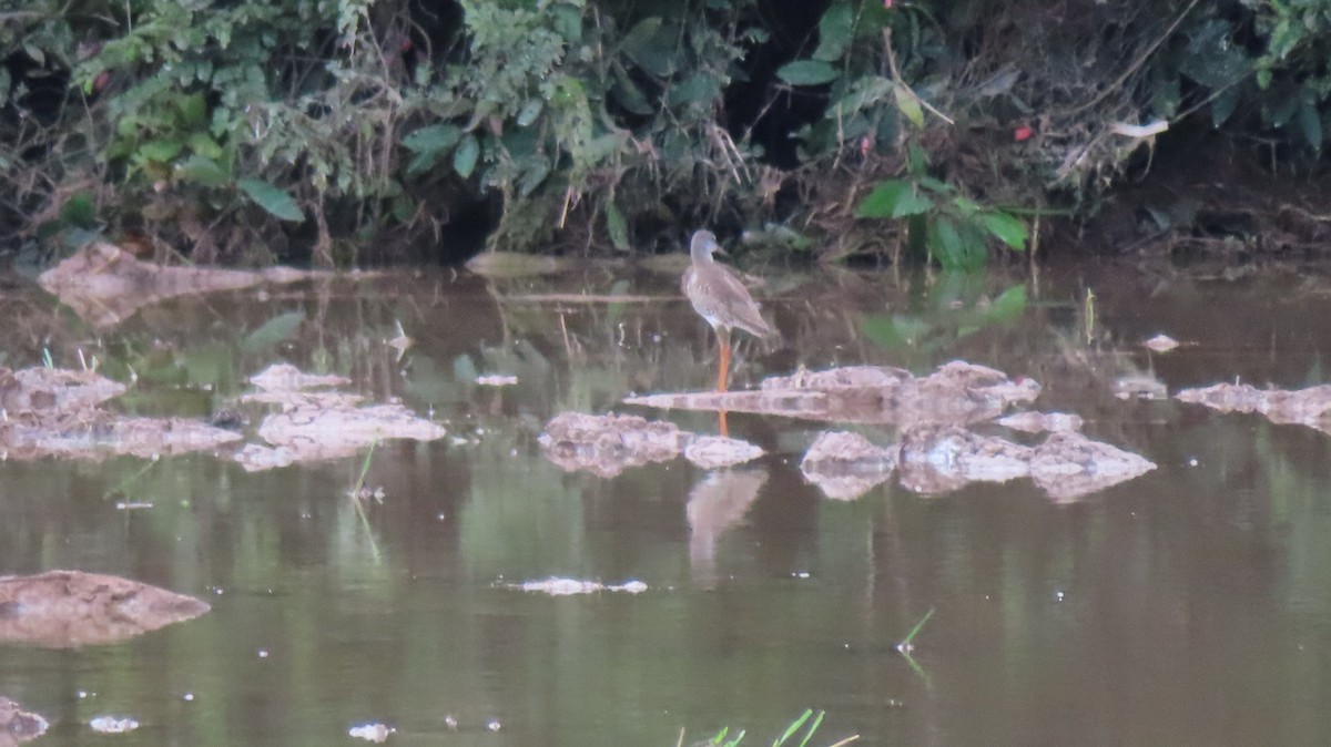 Spotted Redshank - ML608932493