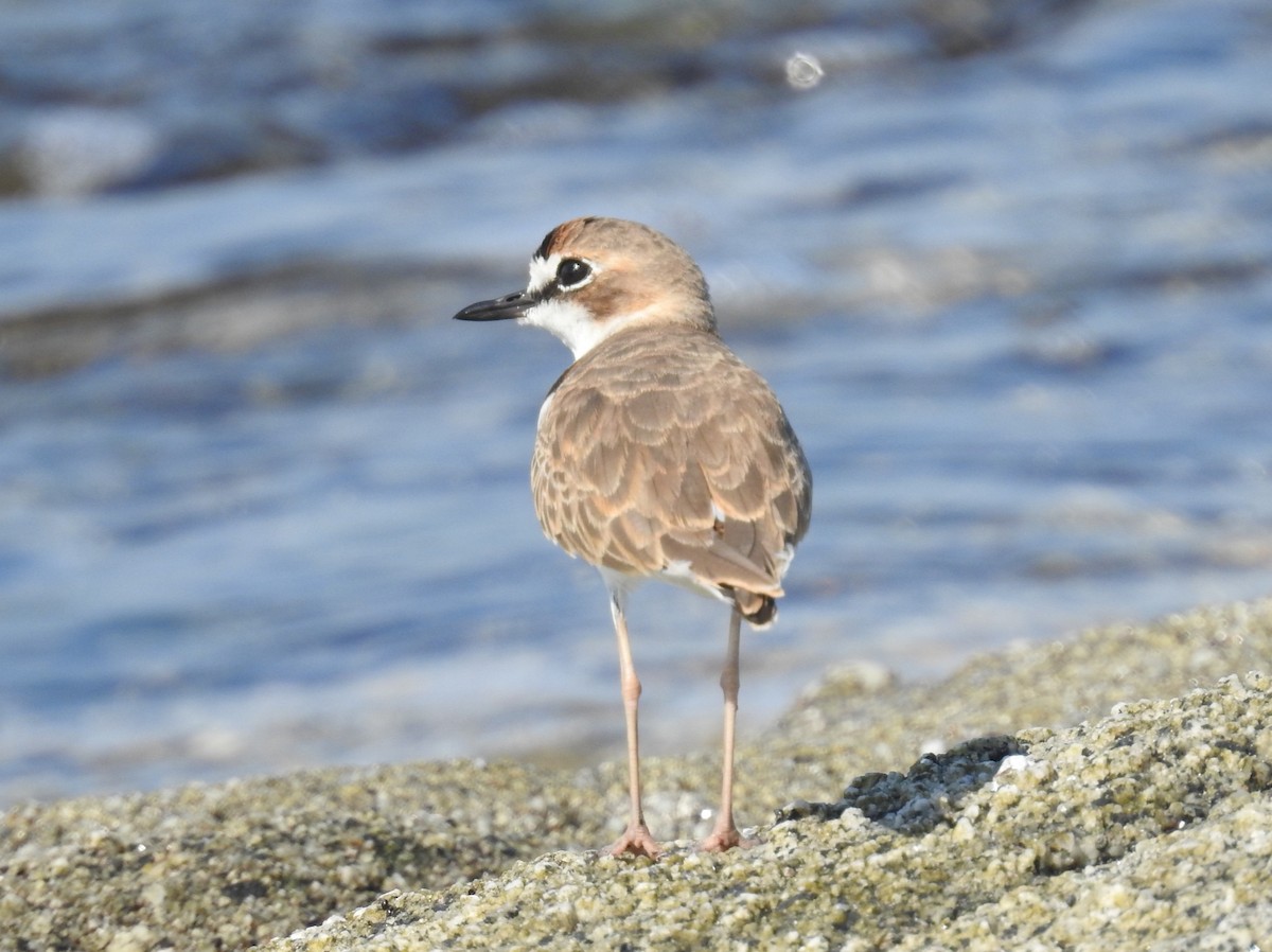Collared Plover - ML608932621
