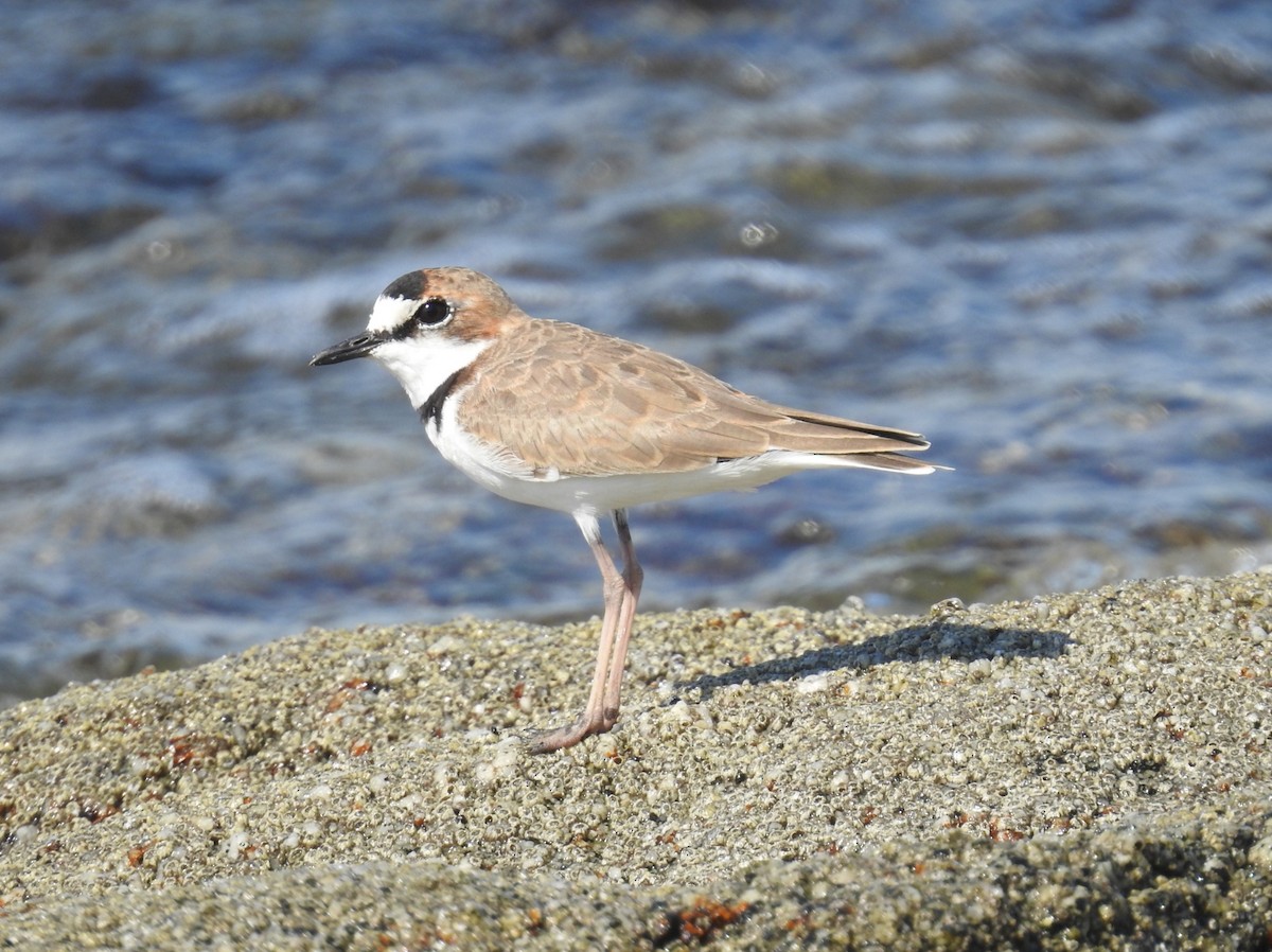 Collared Plover - ML608932622