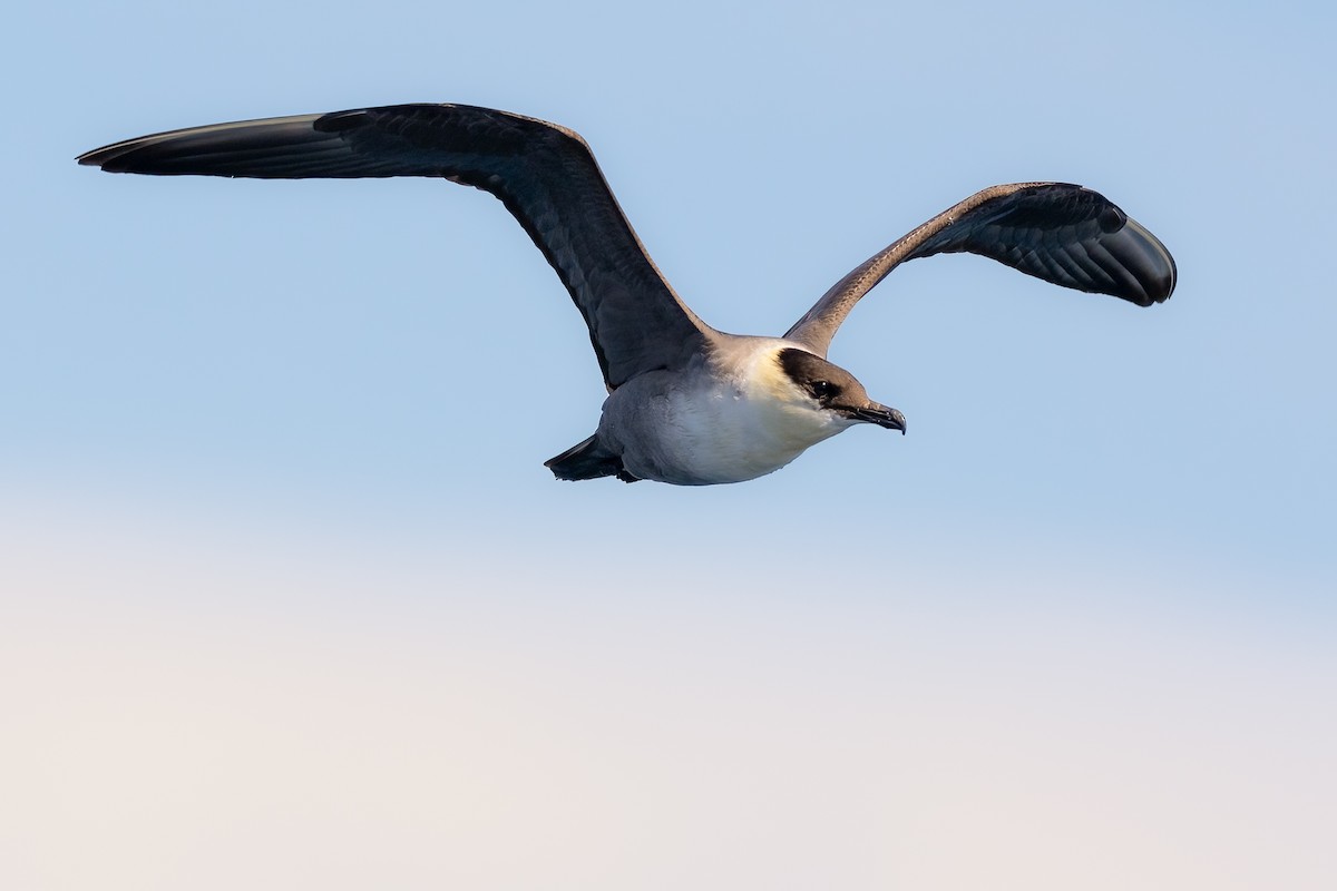 Long-tailed Jaeger - ML608932728