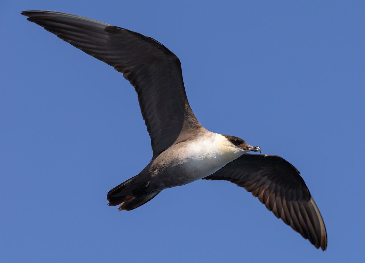 Long-tailed Jaeger - ML608932732