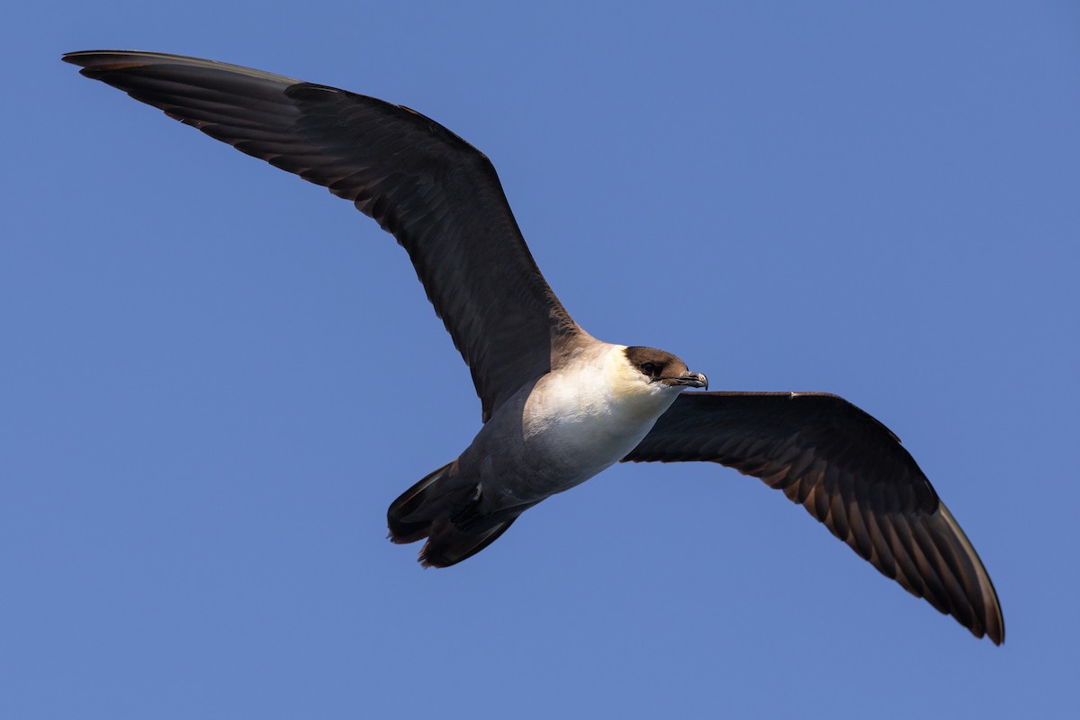 Long-tailed Jaeger - ML608932733