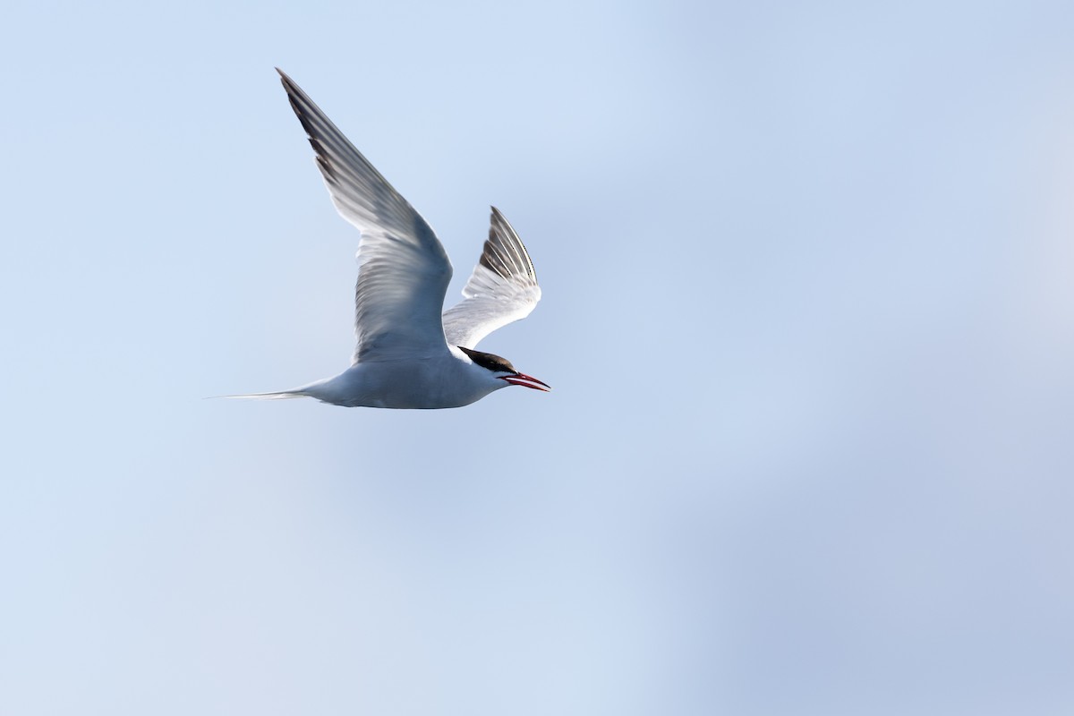 Common Tern - ML608932777