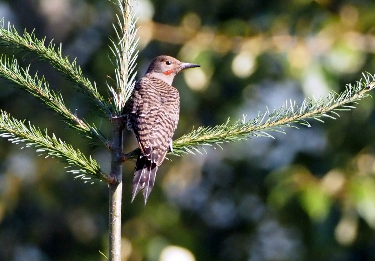 Northern Flicker (Red-shafted) - ML608932801