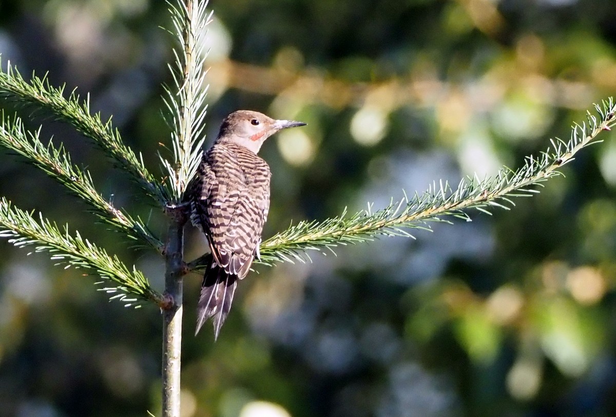 Northern Flicker (Red-shafted) - ML608932802