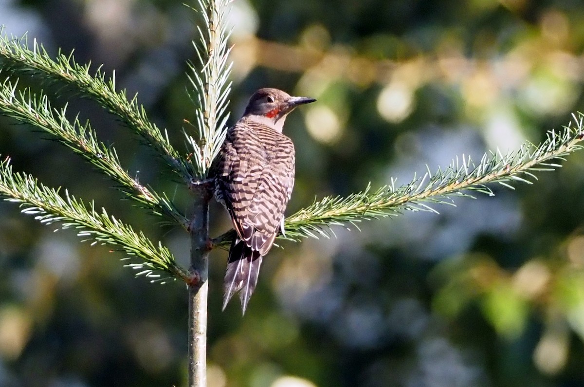 Northern Flicker (Red-shafted) - ML608932803