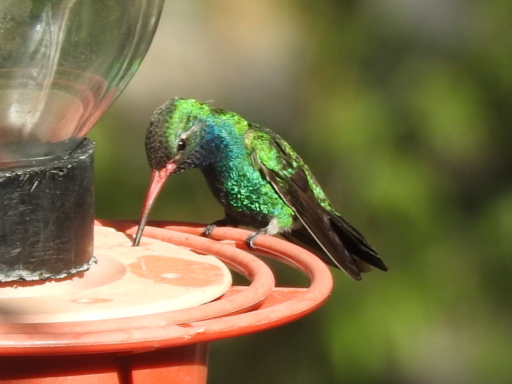 Broad-billed Hummingbird - Jack Tordoff