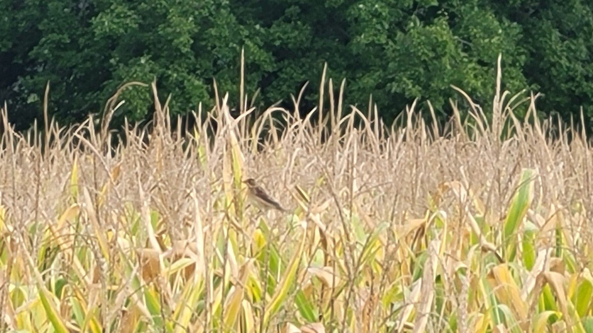 eBird Checklist 17 Sep 2023 Beltsville Agricultural Research Center