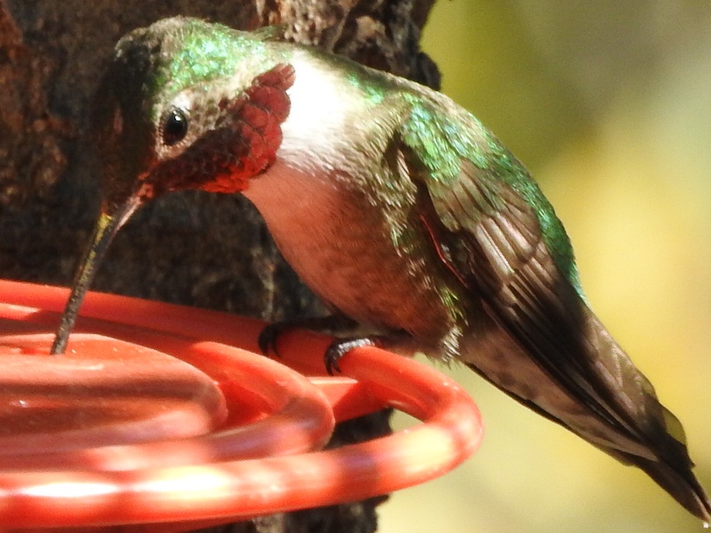 Broad-tailed Hummingbird - ML608932885