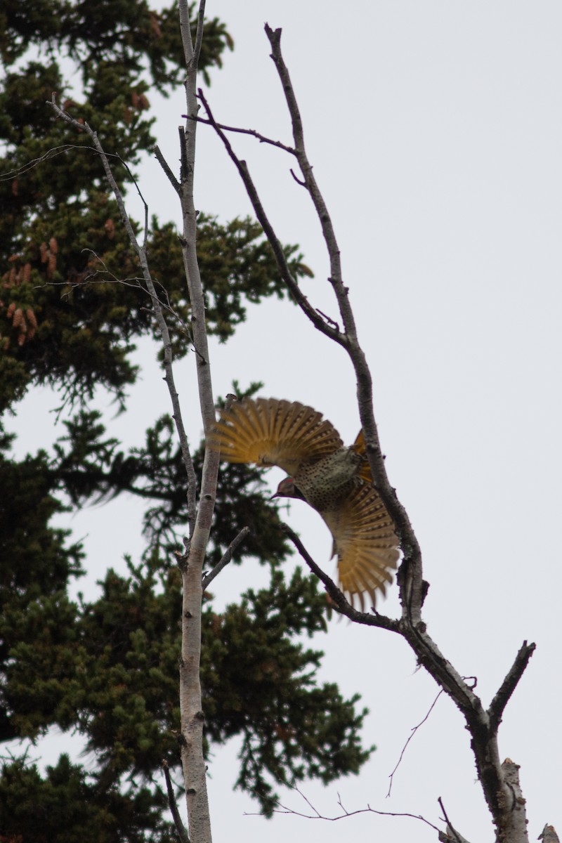 Northern Flicker (Yellow-shafted) - ML608933038