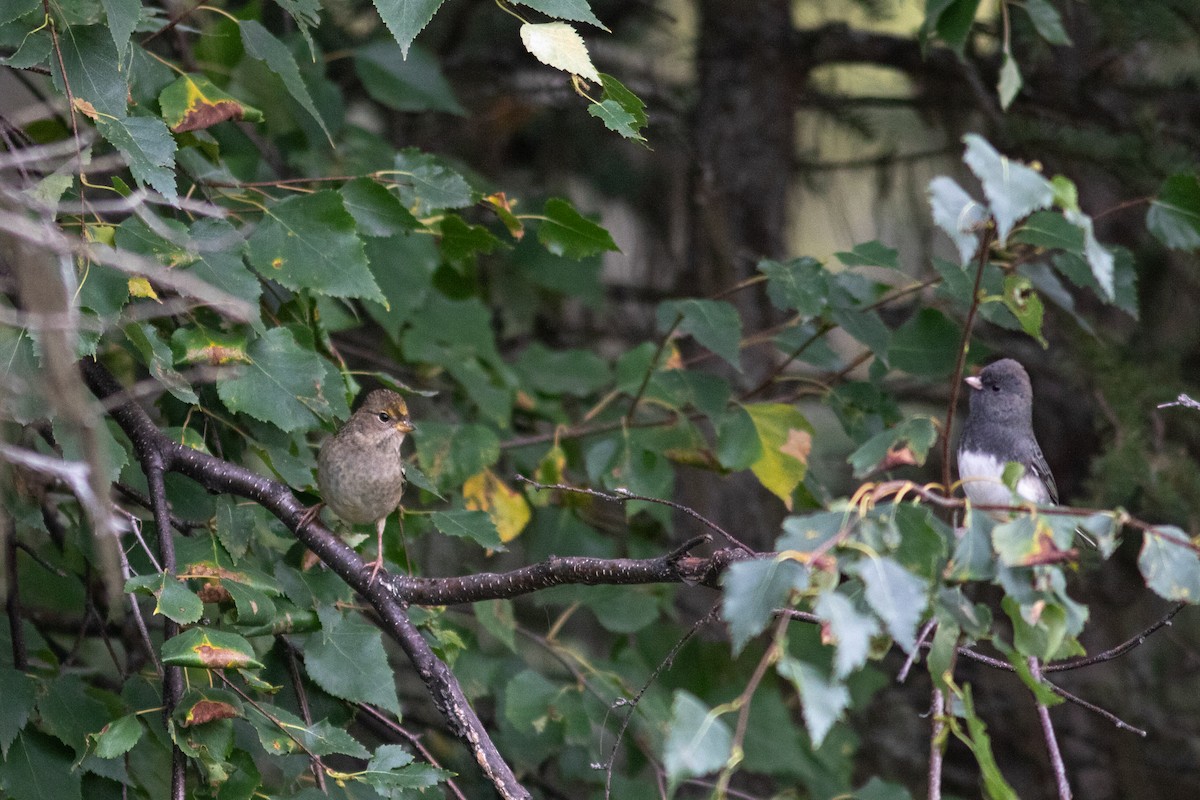 Golden-crowned Sparrow - ML608933051