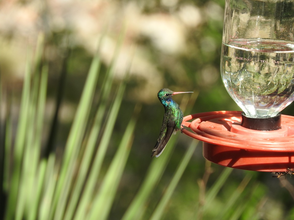 kolibřík širokozobý - ML608933722
