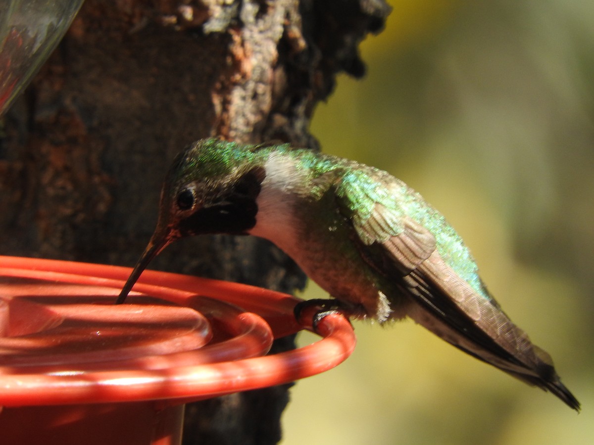 Broad-tailed Hummingbird - ML608933732