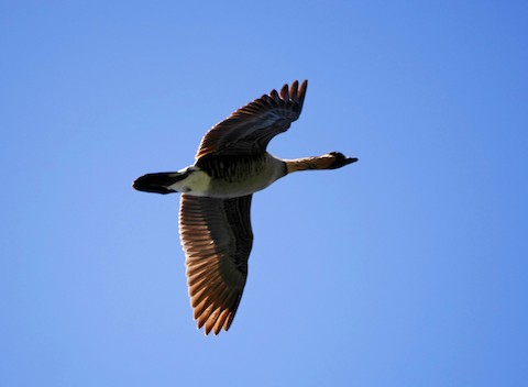 hawaiian flying geese