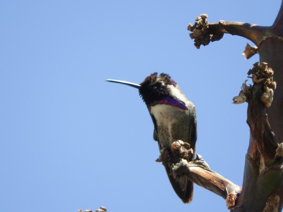 Costa's Hummingbird - ML608934474
