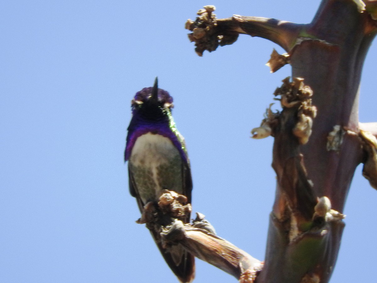 Costa's Hummingbird - ML608934488